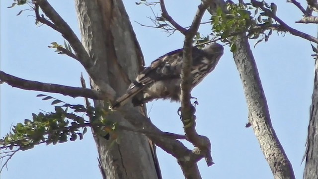 Changeable Hawk-Eagle (Crested) - ML201147051
