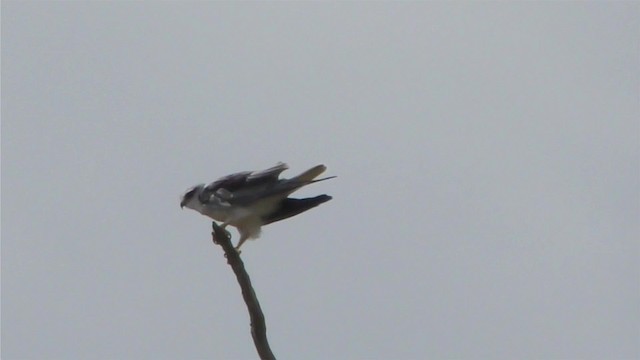 Black-winged Kite - ML201147161