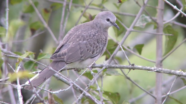Spotted Dove (Western) - ML201147231