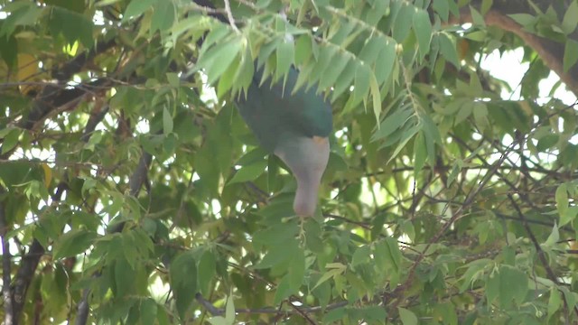 Green Imperial-Pigeon - ML201147311