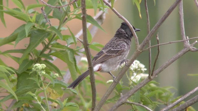 Red-vented Bulbul - ML201147401