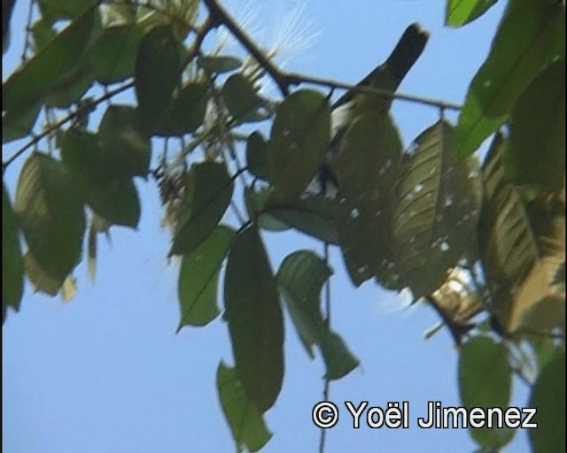 Yellow-backed Tanager - ML201147791