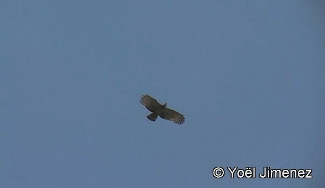 Oriental Honey-buzzard (Northern) - ML201148301
