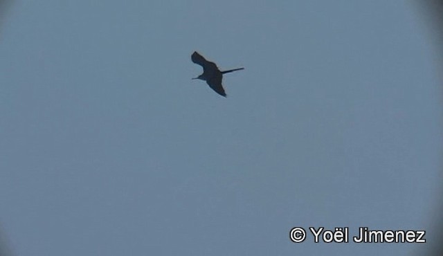 Lesser Frigatebird (Lesser) - ML201148381
