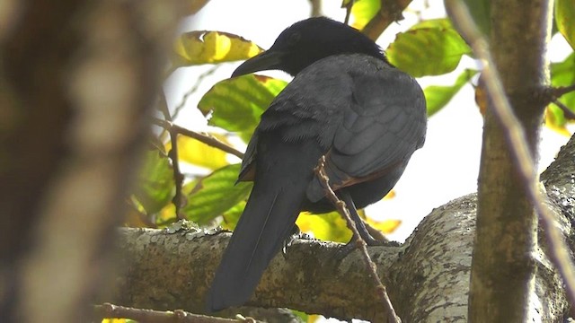 Red-winged Starling - ML201148391