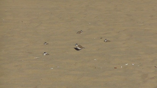 White-fronted Plover - ML201148521