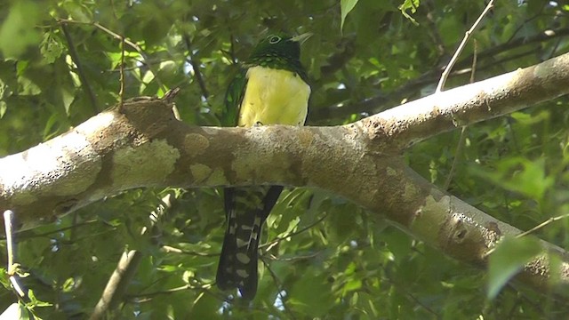 African Emerald Cuckoo - ML201148581