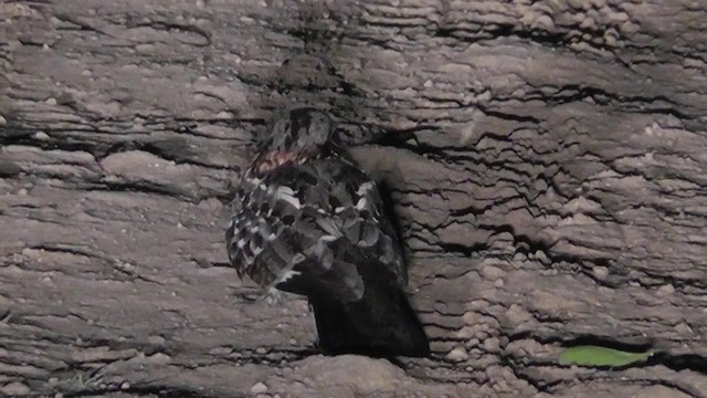 Fiery-necked Nightjar - ML201148851