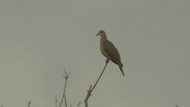 Red-eyed Dove - ML201148931