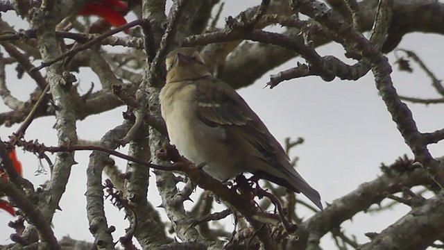 Yellow-throated Bush Sparrow - ML201149031