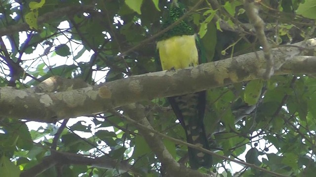 African Emerald Cuckoo - ML201149051