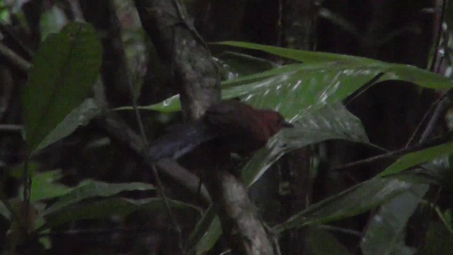 Red-crowned Ant-Tanager - ML201149071