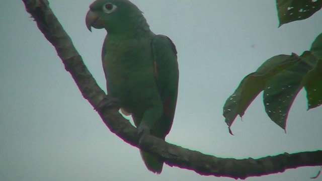 Yellow-crowned Parrot - ML201149171
