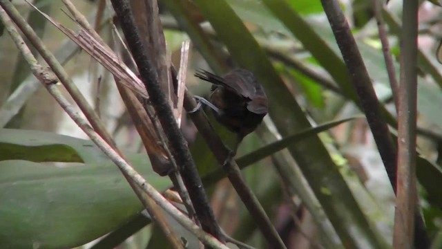 Black-throated Antbird - ML201149241