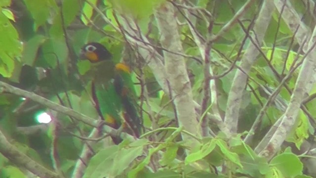 Orange-cheeked Parrot - ML201149341