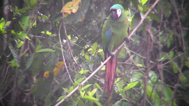 Chestnut-fronted Macaw - ML201149401