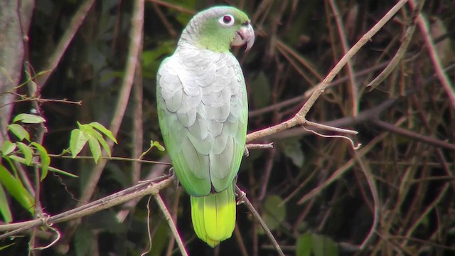 Mealy Parrot (Southern) - ML201149471