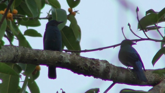 Asian Fairy-bluebird - ML201149671
