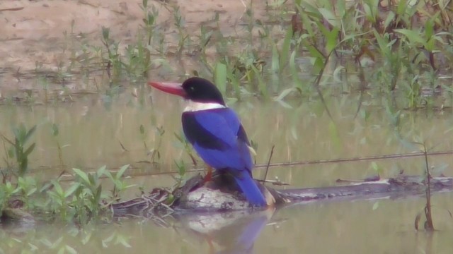 Black-capped Kingfisher - ML201149691