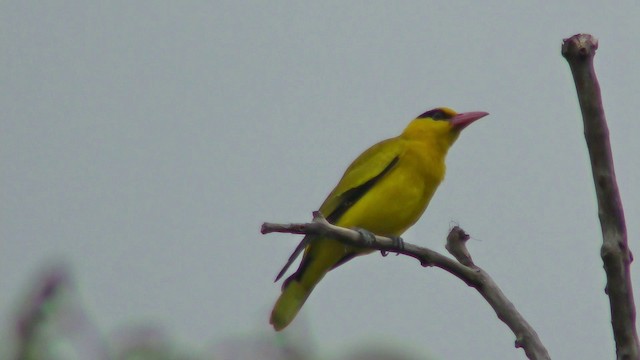 Black-naped Oriole - ML201149731