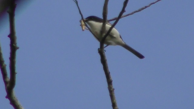 Burmese Shrike - ML201149841