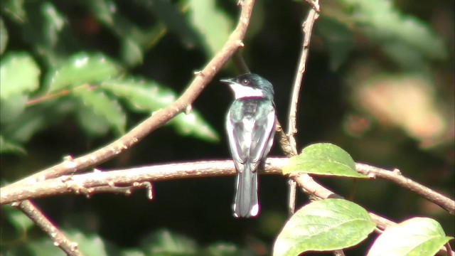 Bar-winged Flycatcher-shrike - ML201150241