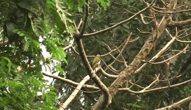 Laced Woodpecker - ML201150651