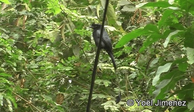 Greater Racket-tailed Drongo - ML201150691