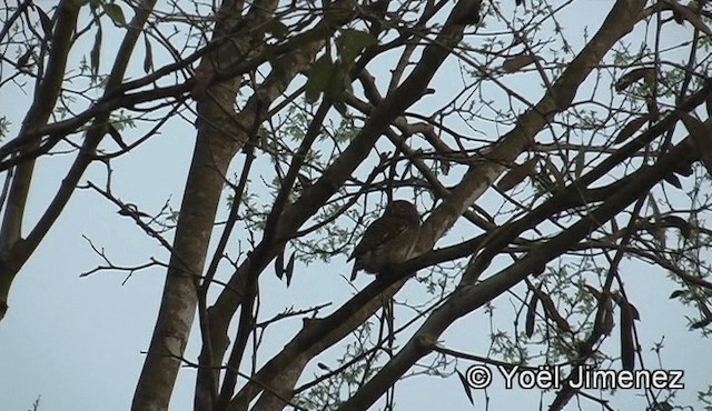 Asian Barred Owlet - ML201150741
