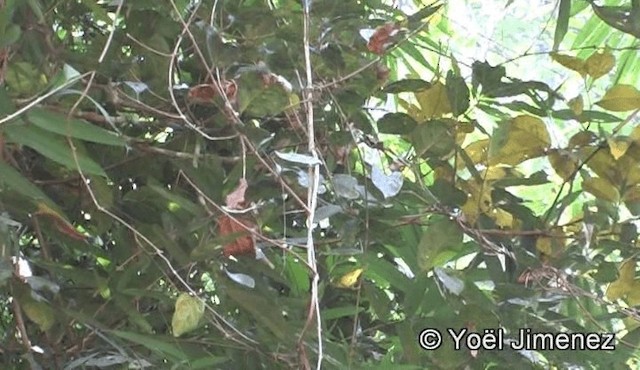 Sulphur-breasted Warbler - ML201150831