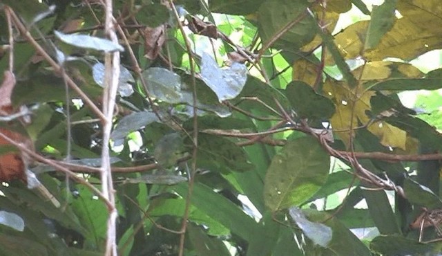 Sulphur-breasted Warbler - ML201150951