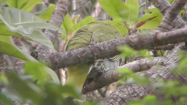 African Green-Pigeon (Gray-breasted) - ML201151151