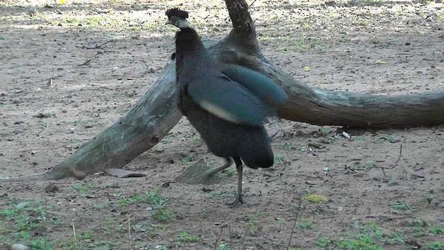 Southern Crested Guineafowl - ML201151231