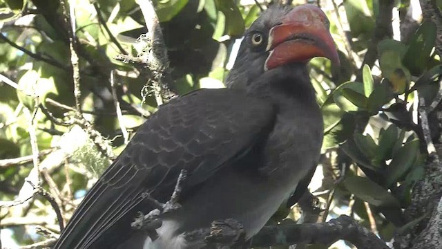 Crowned Hornbill - ML201151251