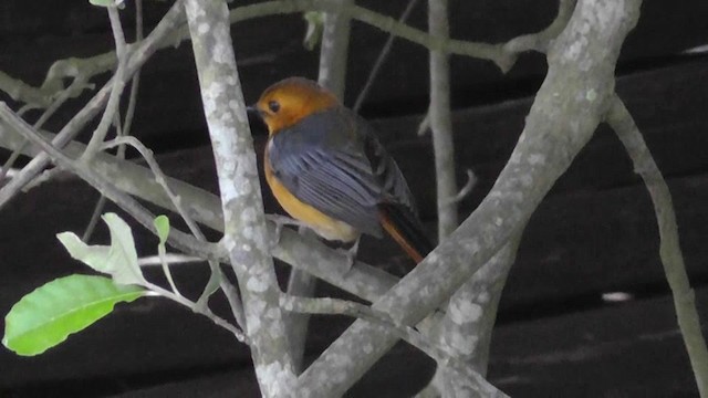 Red-capped Robin-Chat - ML201151381
