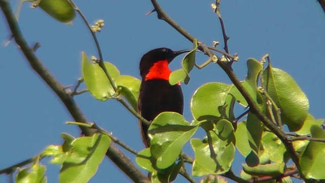 Scarlet-chested Sunbird - ML201151411