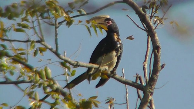 Trumpeter Hornbill - ML201151511