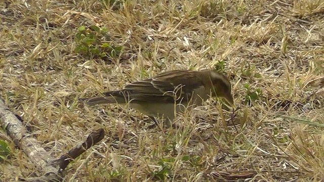 Yellow-throated Bush Sparrow - ML201151541