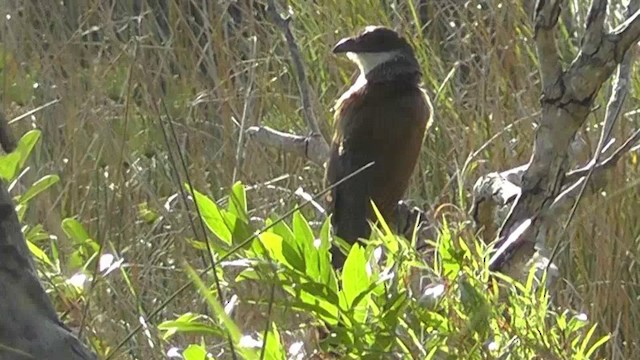 White-browed Coucal (Burchell's) - ML201151591