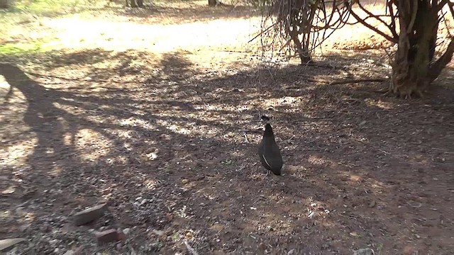 Southern Crested Guineafowl - ML201151671