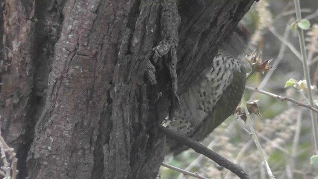 Golden-tailed Woodpecker - ML201151741