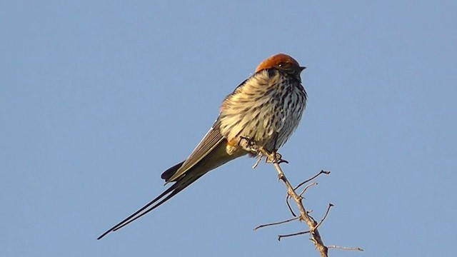 Lesser Striped Swallow - ML201151781