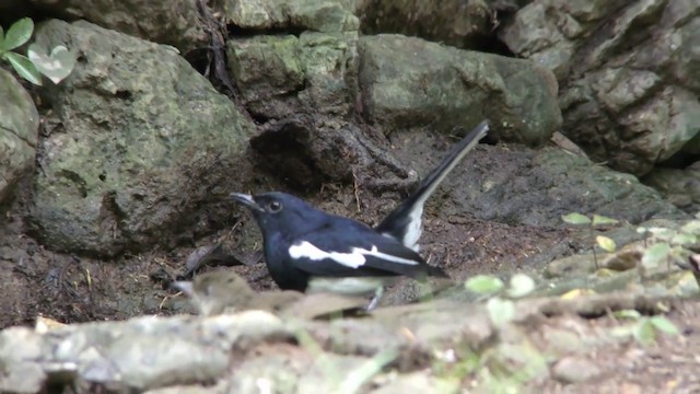 Oriental Magpie-Robin - ML201152021