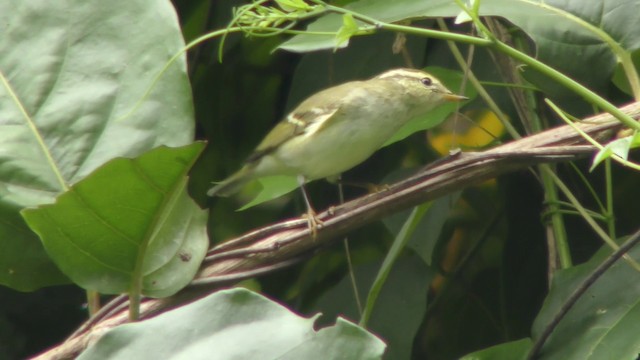 Yellow-browed Warbler - ML201152191