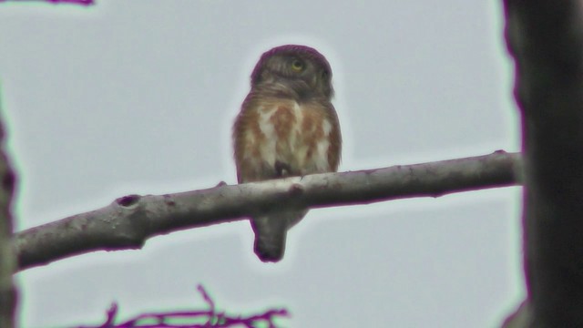 Asian Barred Owlet - ML201152281