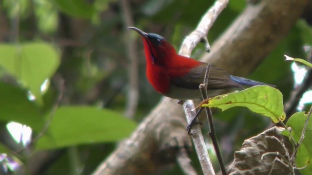 Crimson Sunbird - ML201152431