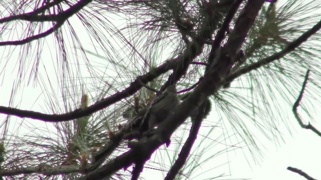 Gray-capped Pygmy Woodpecker - ML201152531