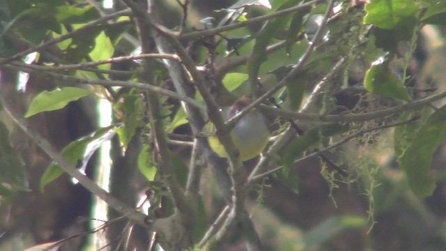 Chestnut-crowned Warbler - ML201152621