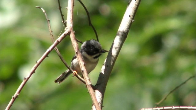 Black-throated Tit (Gray-crowned) - ML201152661