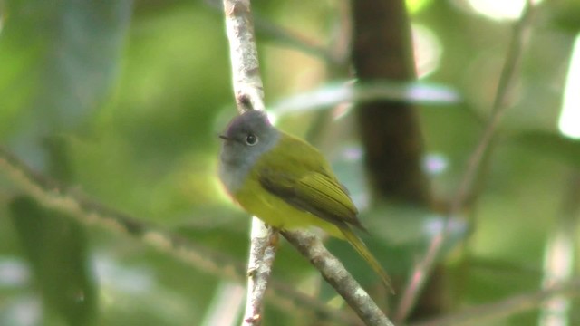 Gray-headed Canary-Flycatcher - ML201152681